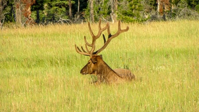 During the day on the green grass brown deer
